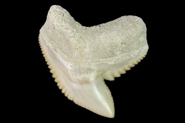 Fossil Tiger Shark (Galeocerdo) Tooth - Aurora, NC #143922
